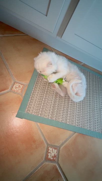 Enlarge MEADOW, a ADOPTABLE Persian in Saddle River, NJ video 6/6