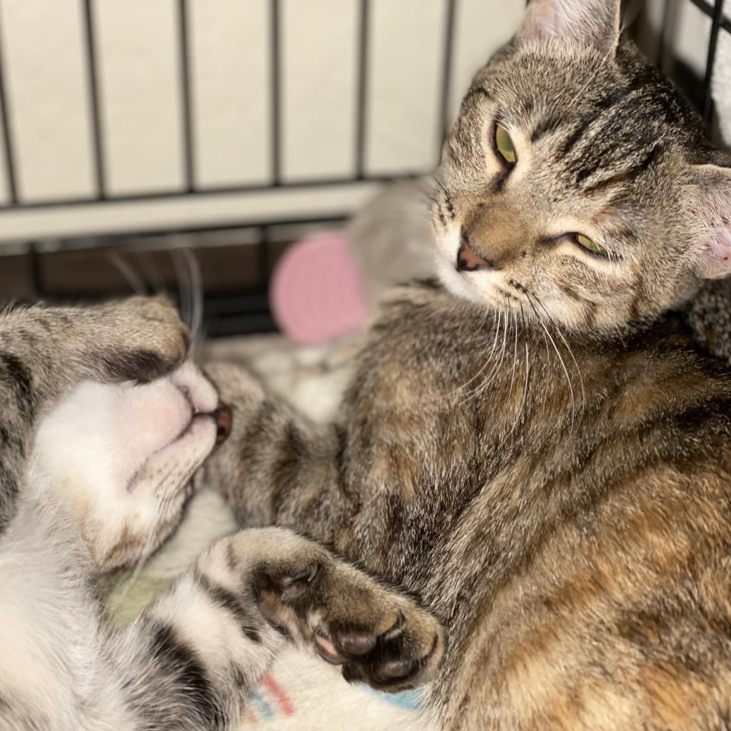 Millie — thumbnail 2