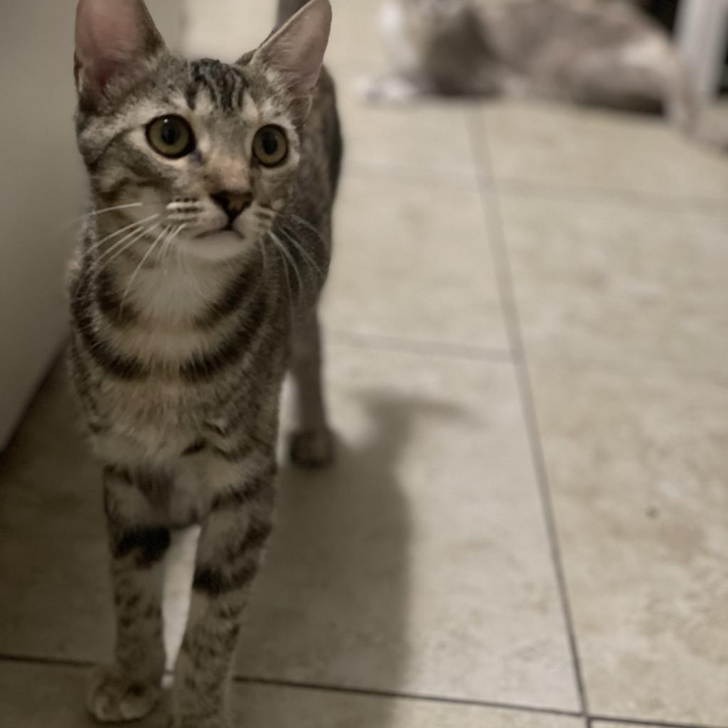 Millie — thumbnail 3