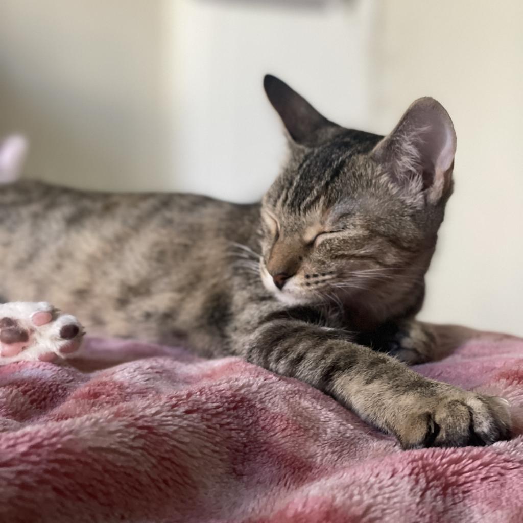 Millie — thumbnail 4