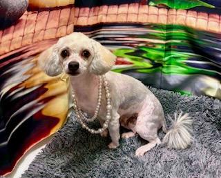 Mabel, ADOPTABLE, Young Female Miniature Poodle & Poodle.