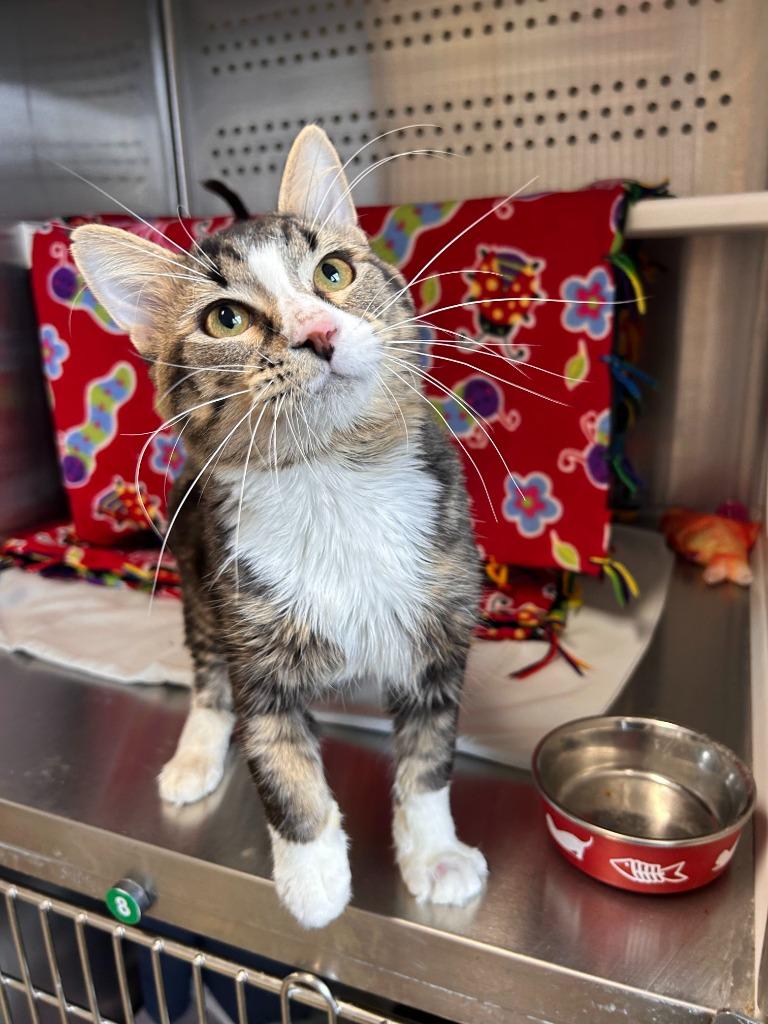 Bad Bill, Adoptable, Young Male Domestic Medium Hair.
