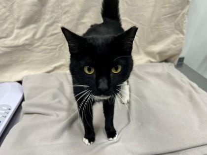 Enlarge Ella Lou, a Adoptable Domestic Short Hair in Boulder, CO image 1/1