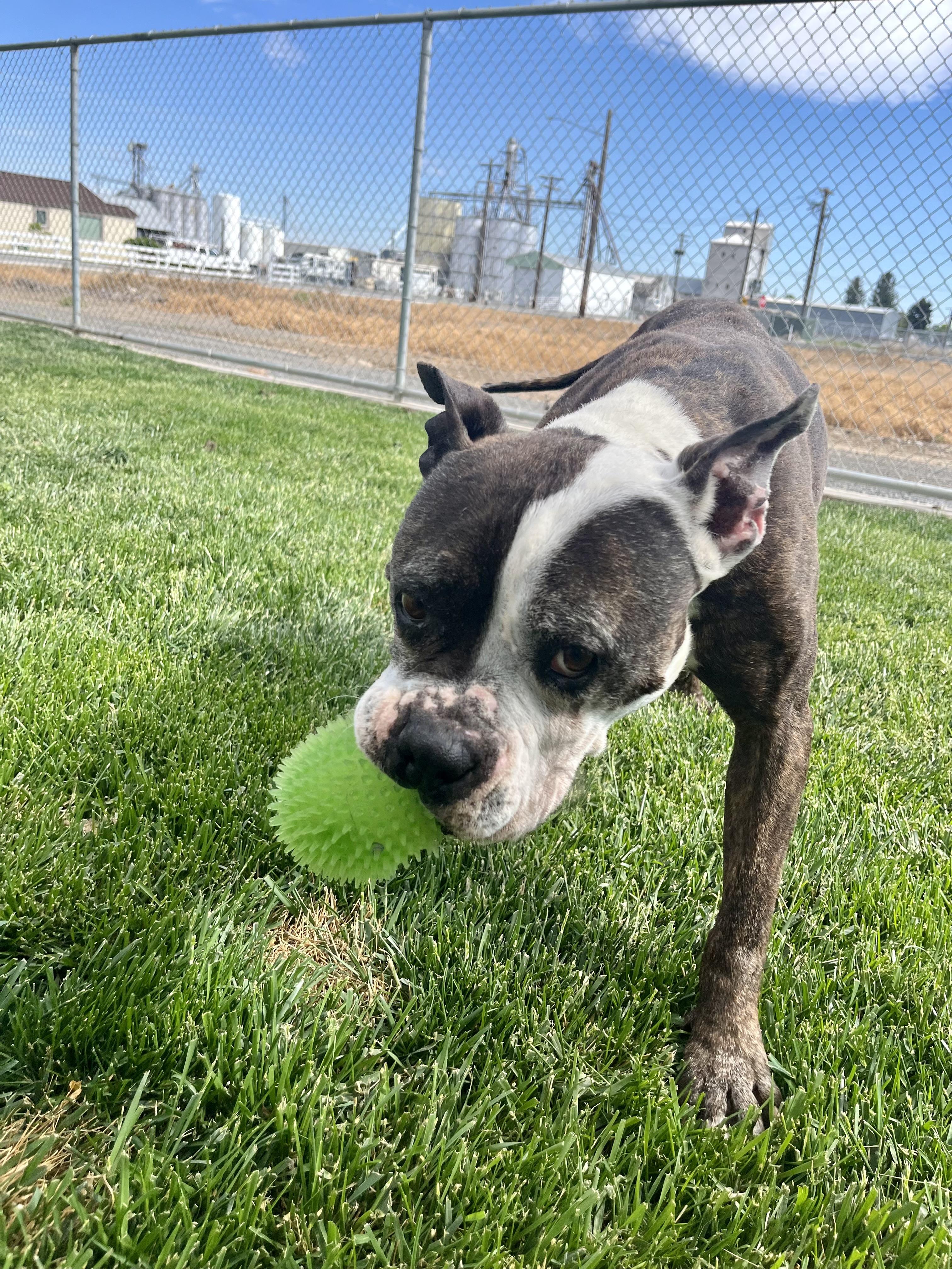 Enlarge Kano, an adopted mixed breed in Quincy, WA image 1/1