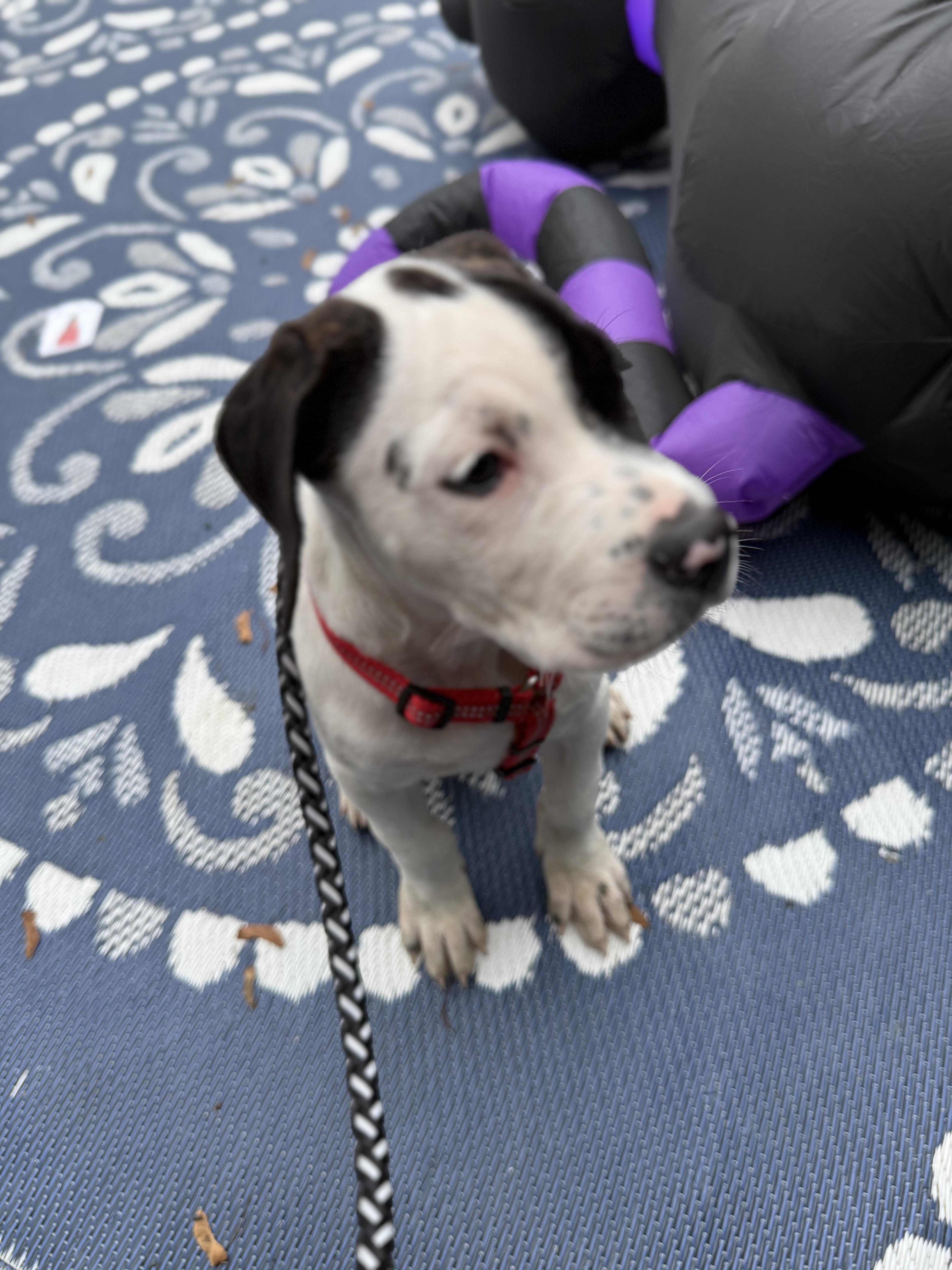 Enlarge Huckle, a Adopted mixed breed in Halethorpe, MD image 3/3