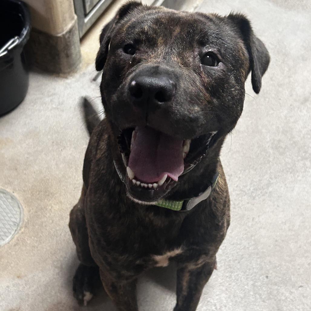 Inigo Montoya, Adoptable, Young Male Pit Bull Terrier & Black Labrador Retriever.