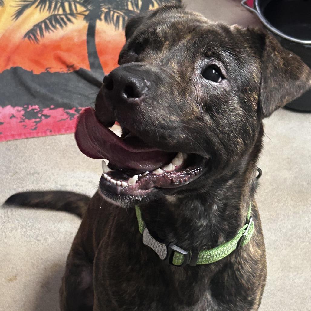 Enlarge Inigo Montoya, a Adoptable mixed breed in Dixon, IL image 2/2