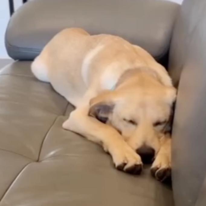 Enlarge oscar, a Adopted mixed breed in Diamond Bar, CA image 2/3