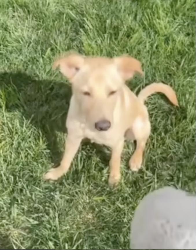 Enlarge oscar, a Adopted mixed breed in Diamond Bar, CA image 3/3