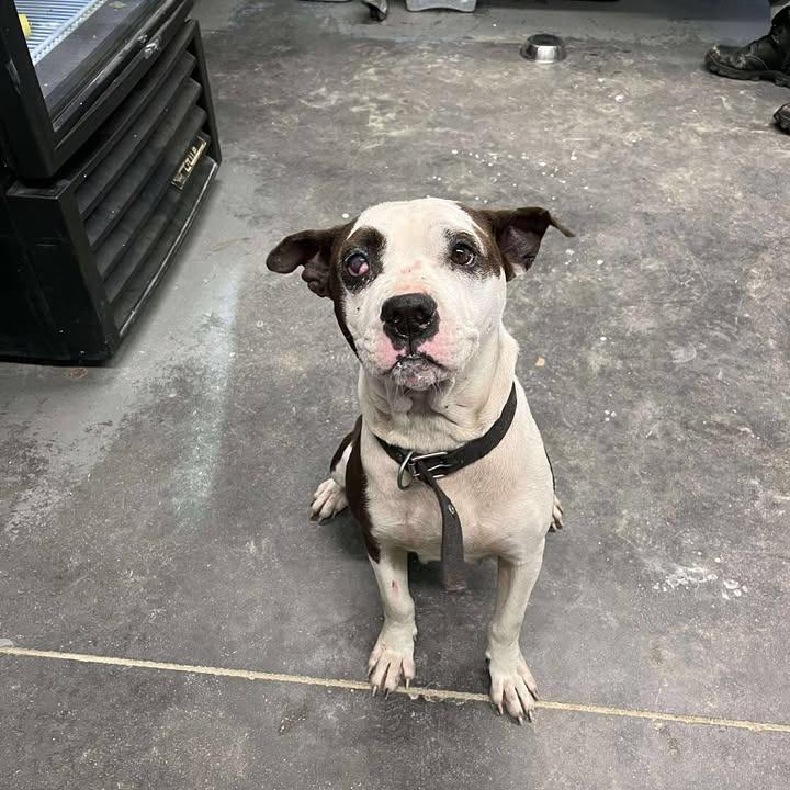 Enlarge Brena, a ADOPTABLE mixed breed in Mullins, SC image 1/1