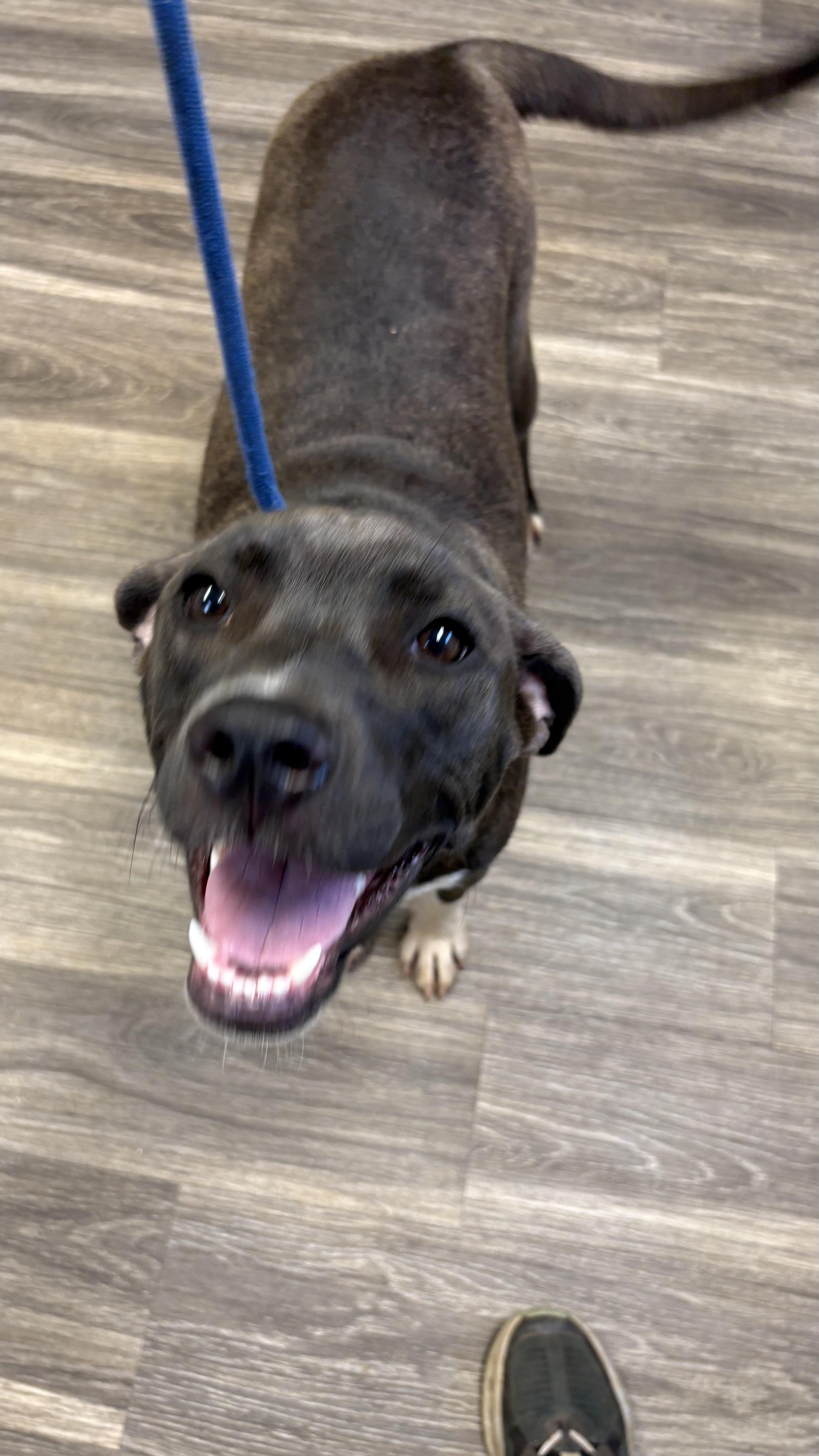 Belle, Adoptable, Puppy Female Chocolate Labrador Retriever & Boxer.