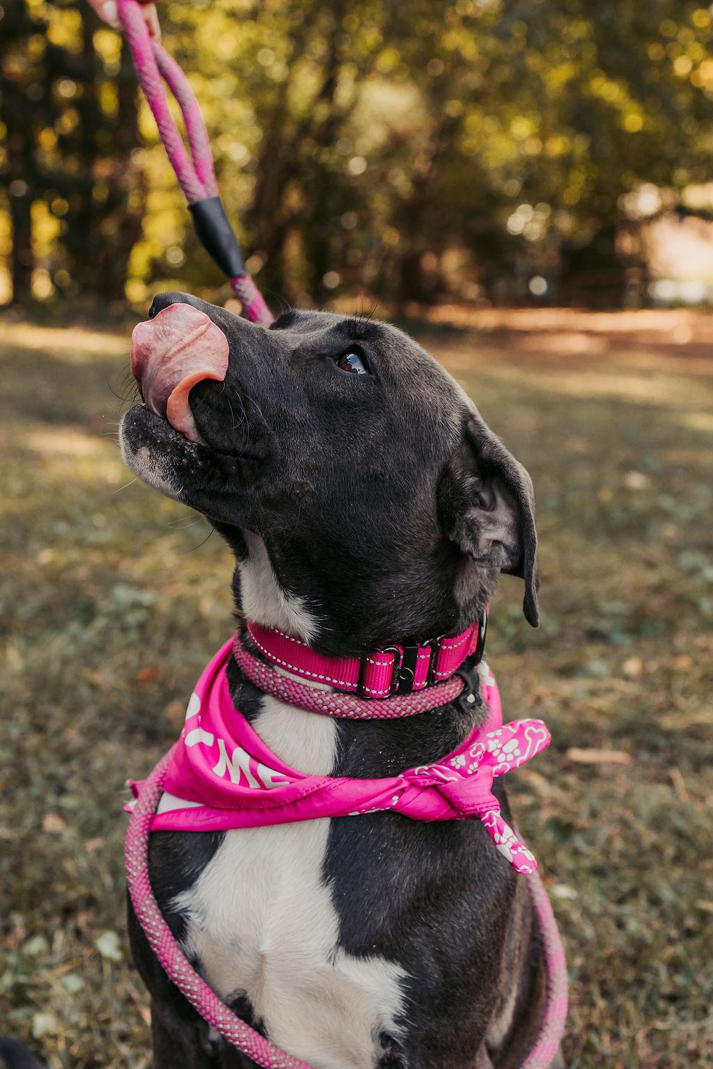 Belle, Adoptable, Puppy Female Chocolate Labrador Retriever & Boxer.