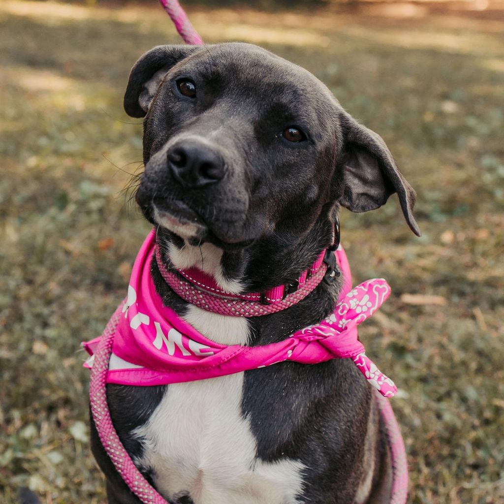 Enlarge Belle, a Adoptable mixed breed in Marietta, GA image 1/2