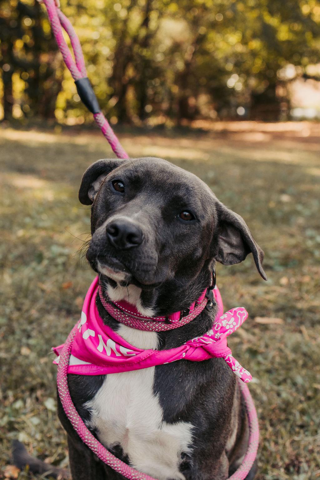 Enlarge Belle, a Adoptable mixed breed in Marietta, GA image 1/2
