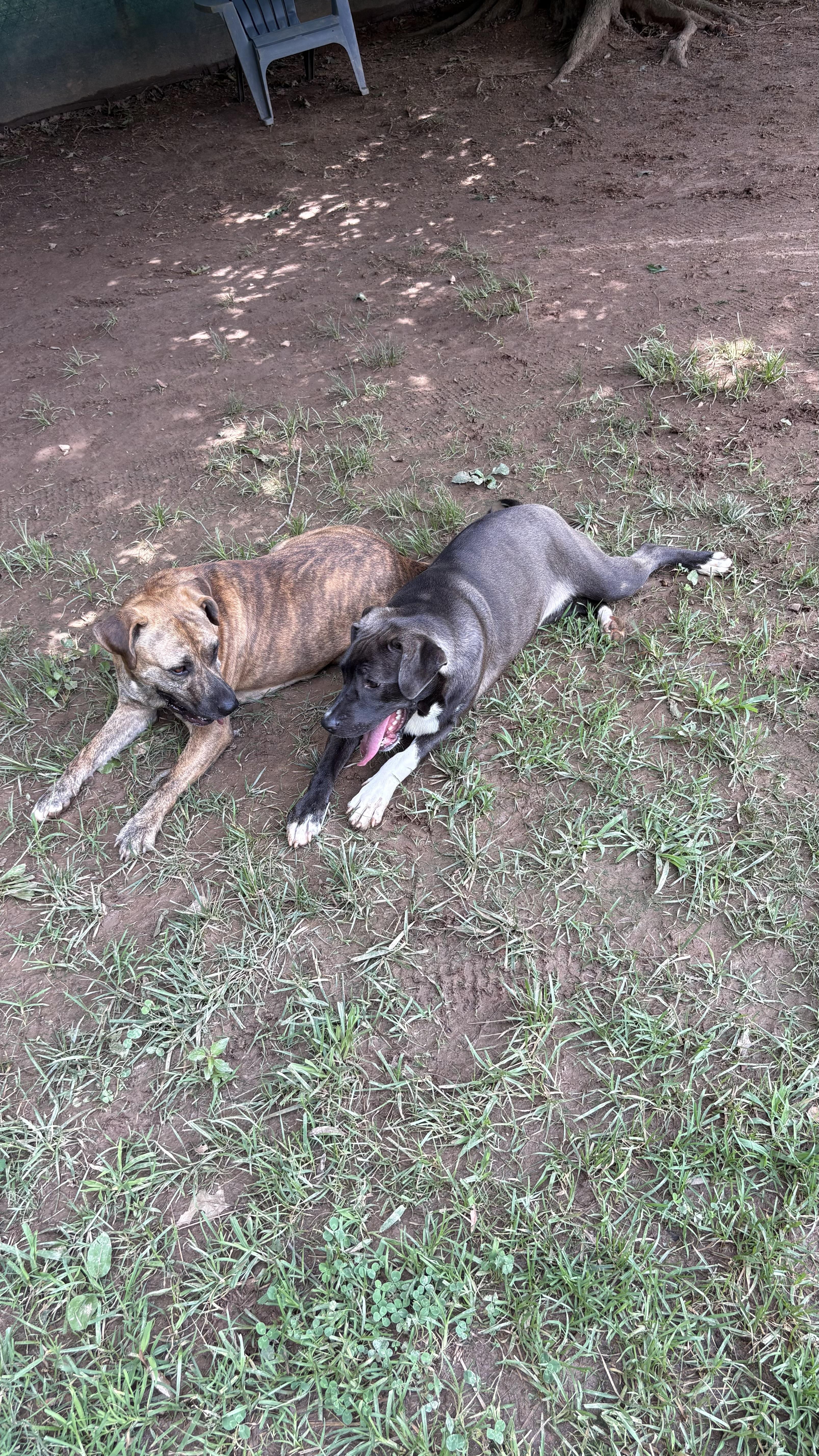 Enlarge Belle, a Adoptable mixed breed in Marietta, GA image 2/2