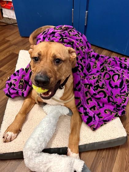 Russ, Adoptable, Adult Male Retriever & Labrador Retriever.