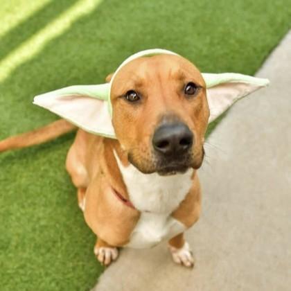 Enlarge Russ, a Adoptable mixed breed in Seattle, WA image 2/3