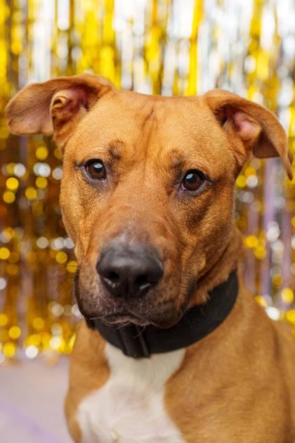 Russ (No Adoption Fee), Adoptable, Adult Male Retriever & Labrador Retriever.