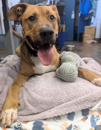 Enlarge Russ, a Adoptable mixed breed in Seattle, WA image 3/3