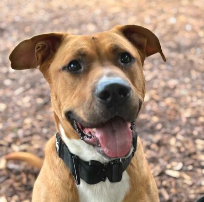 Enlarge Russ (No Adoption Fee), a Adoptable mixed breed in Seattle, WA image 2/2