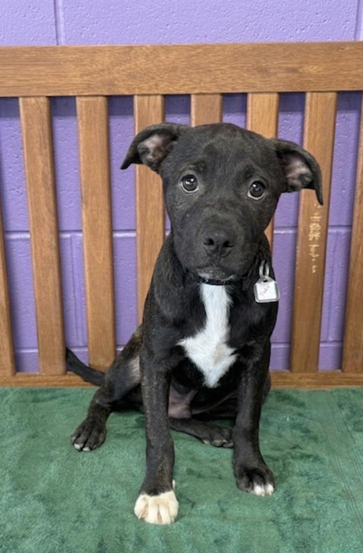 **YODA**, a Adoptable Boston Terrier in North Prairie, WI image 1/2