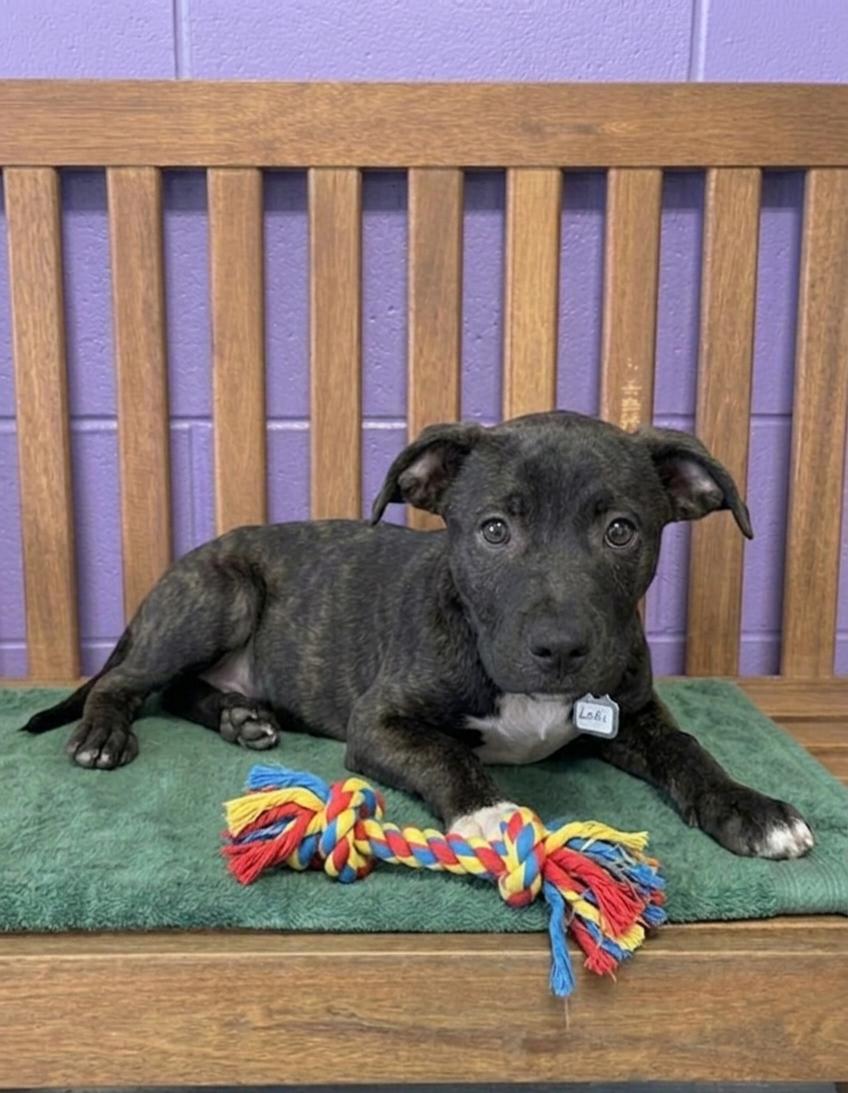 **YODA**, a Adoptable Boston Terrier in North Prairie, WI image 2/2