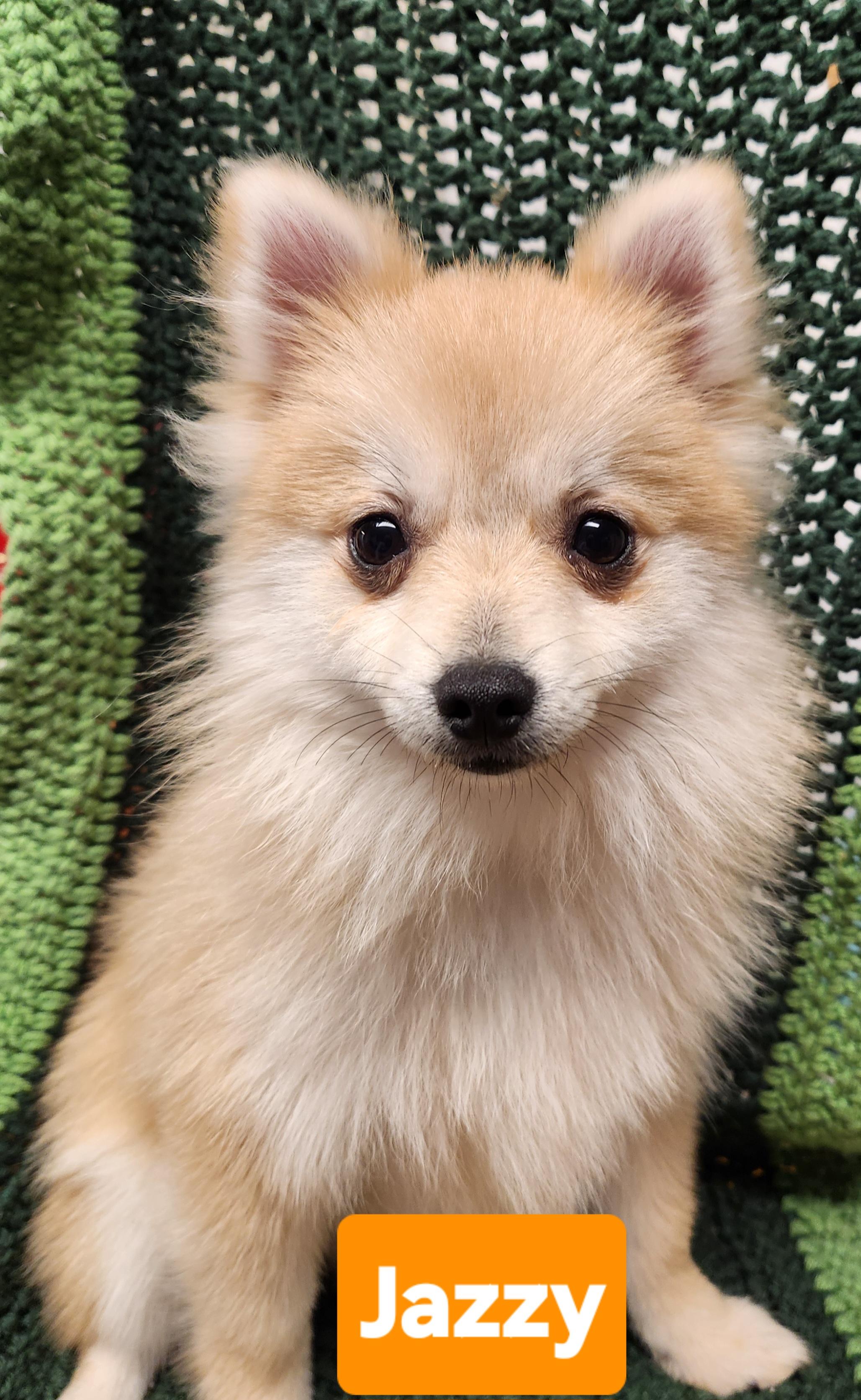 Jazzy, Adopted, Puppy Female Pomeranian.
