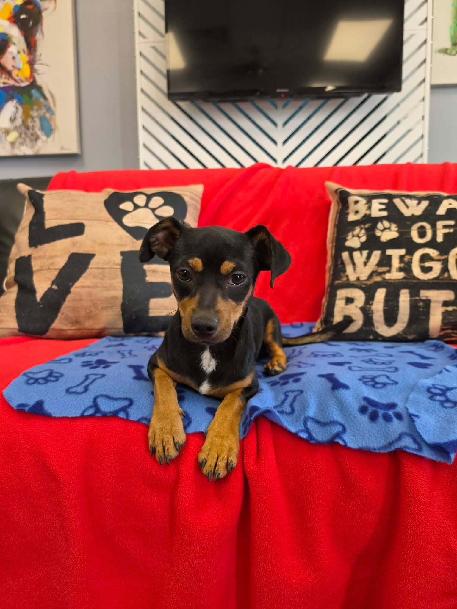 Bryce / Rocket, Adopted, Young Male Chihuahua & Dachshund.