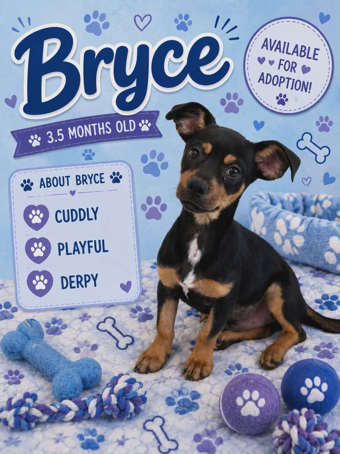 Enlarge Bryce / Rocket, a Adopted mixed breed in San Angelo , TX image 2/6