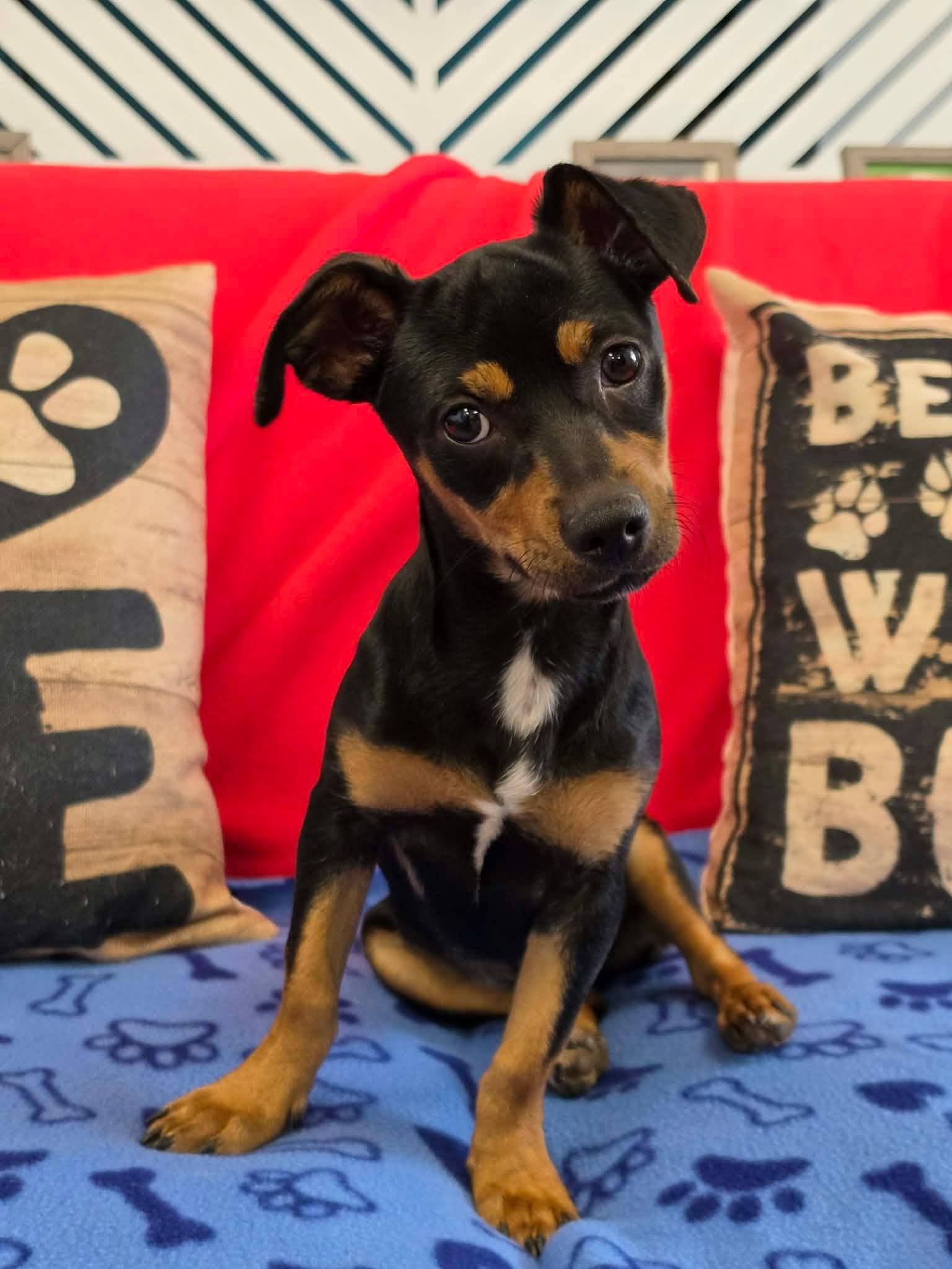 Enlarge Bryce / Rocket, a Adopted mixed breed in San Angelo , TX image 3/6