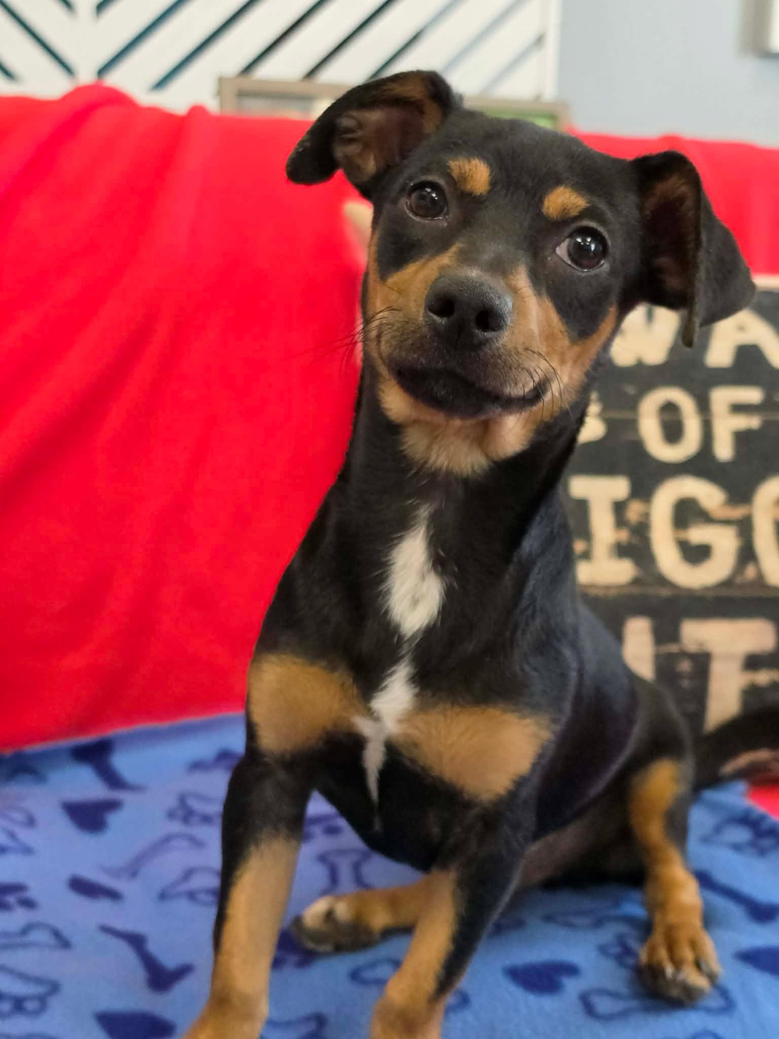Enlarge Bryce / Rocket, a Adopted mixed breed in San Angelo , TX image 4/6