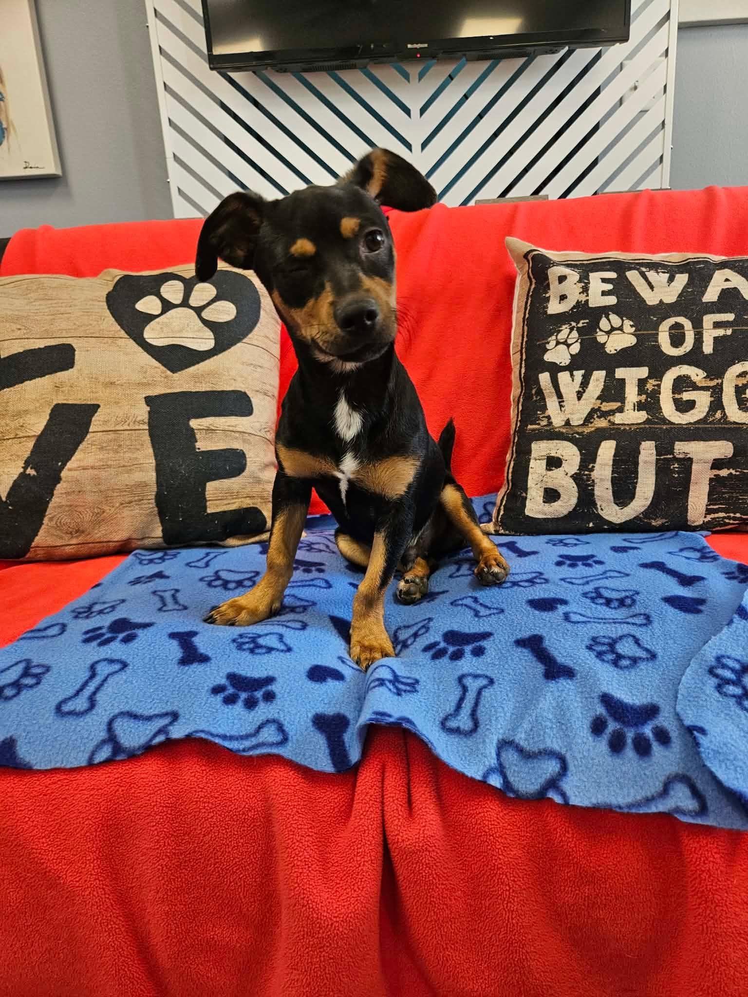 Enlarge Bryce / Rocket, a Adopted mixed breed in San Angelo , TX image 5/6