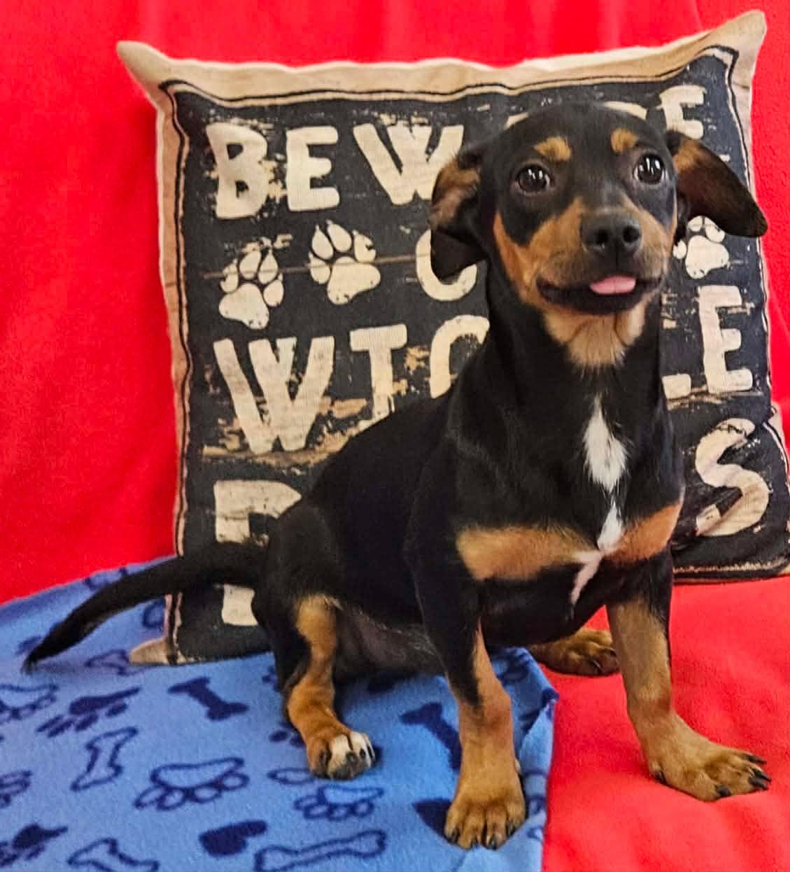 Enlarge Bryce / Rocket, a Adopted mixed breed in San Angelo , TX image 6/6