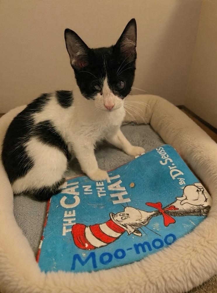 Moo Moo, Adoptable, Kitten Male Domestic Short Hair.