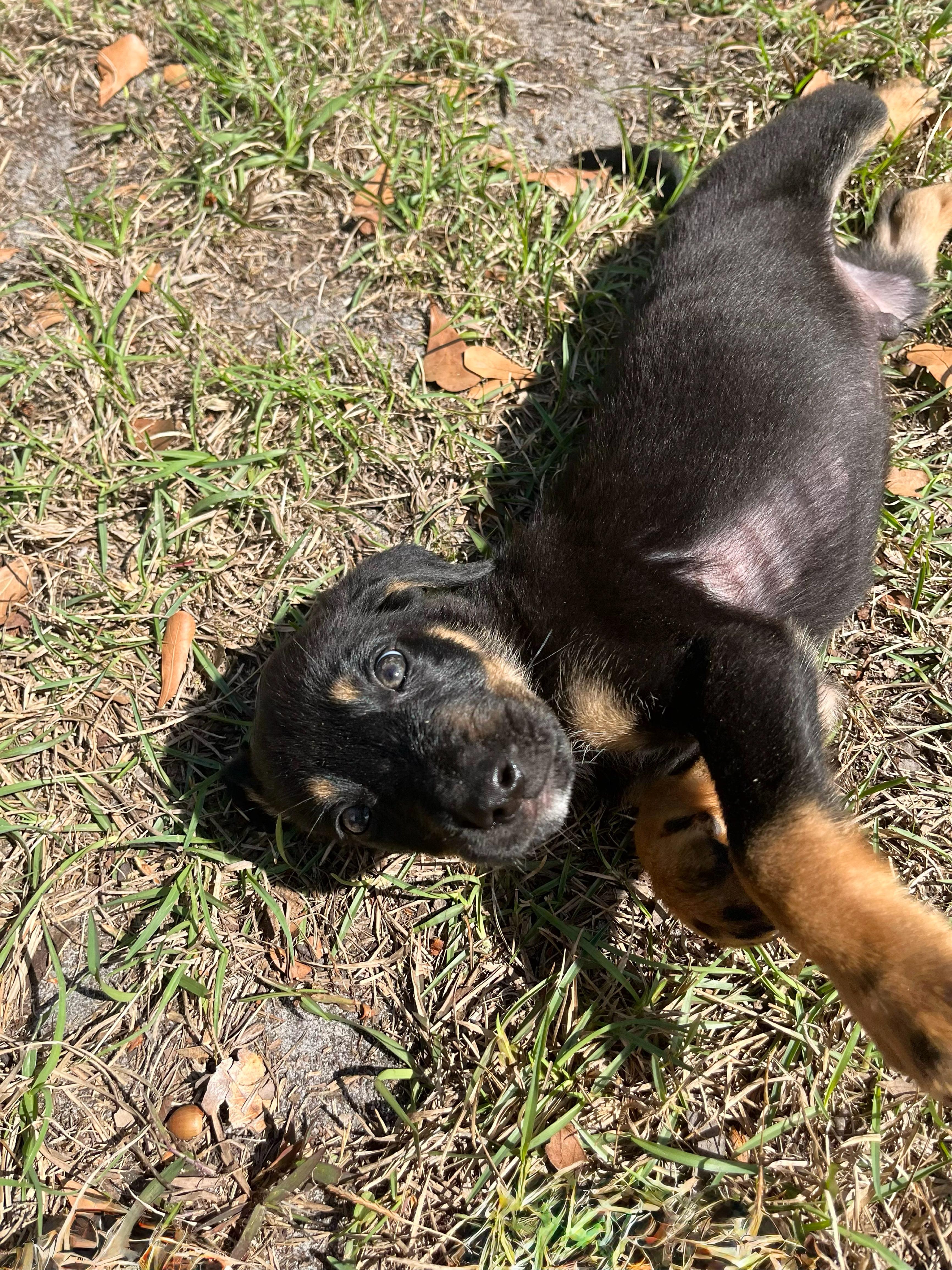 Enlarge Milo, an adopted mixed breed in Douglas, GA image 2/3