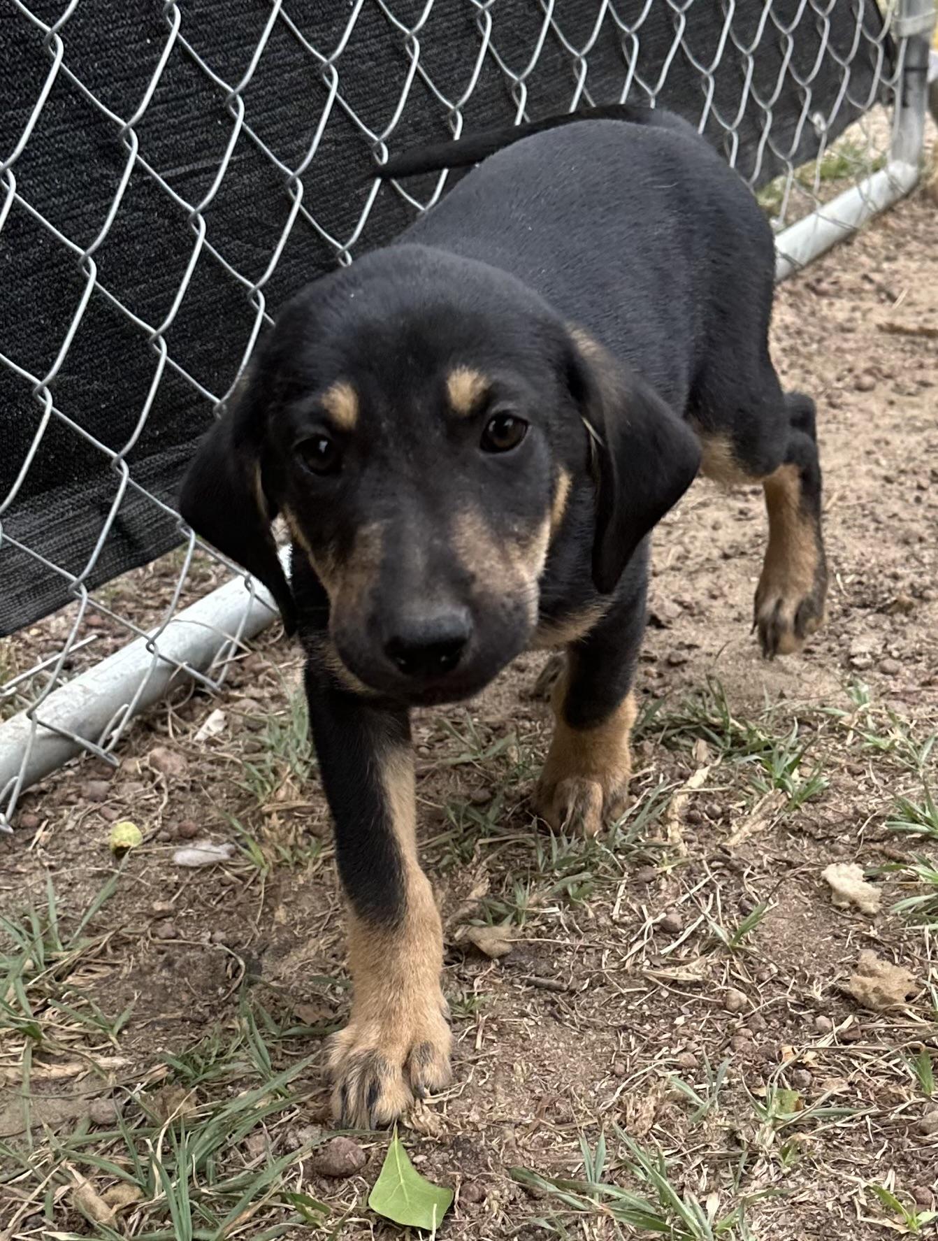 Enlarge Milo, an adopted mixed breed in Douglas, GA image 1/3
