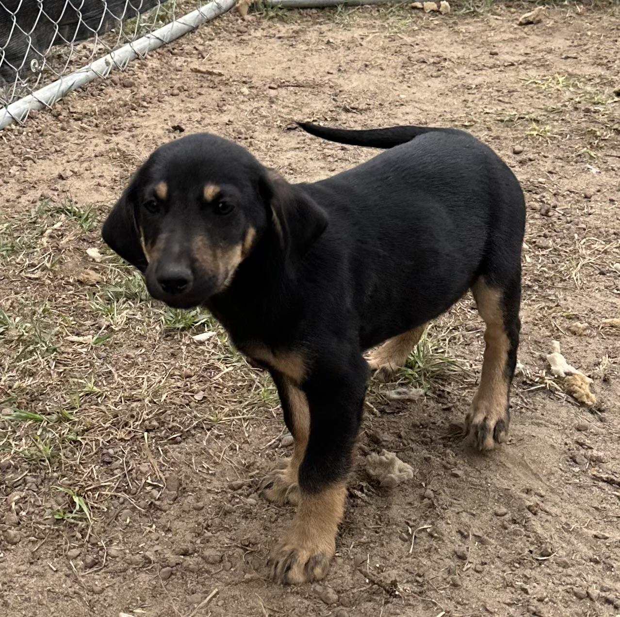 Enlarge Milo, an adopted mixed breed in Douglas, GA image 3/3