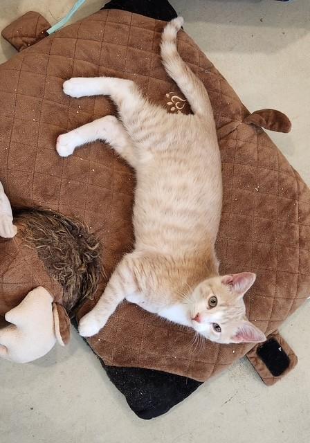 Enlarge Blaze, an adopted Domestic Short Hair in Henrietta, TX image 3/4