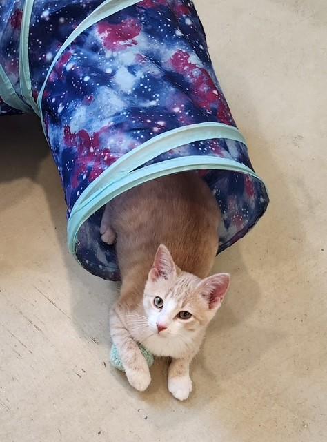 Enlarge Blaze, an adopted Domestic Short Hair in Henrietta, TX image 4/4