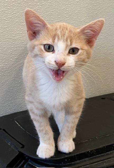 Enlarge Blaze, an adopted Domestic Short Hair in Henrietta, TX image 2/4