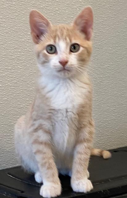 Enlarge Blaze, an adopted Domestic Short Hair in Henrietta, TX image 1/4