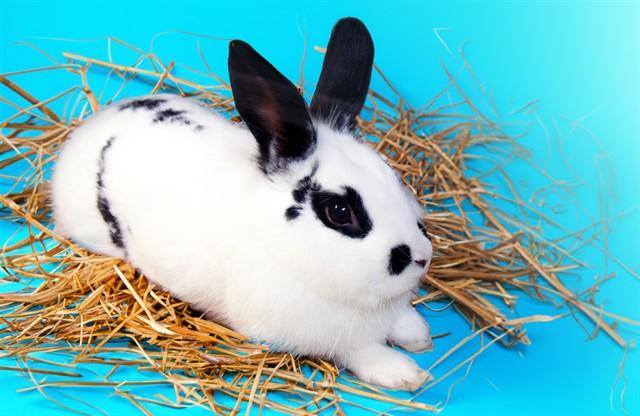 Enlarge KIWI, a Adoptable Bunny Rabbit in Fort Lauderdale, FL image 1/1