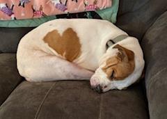 Aries, Adoptable, Adult Male Terrier & Mixed Breed.