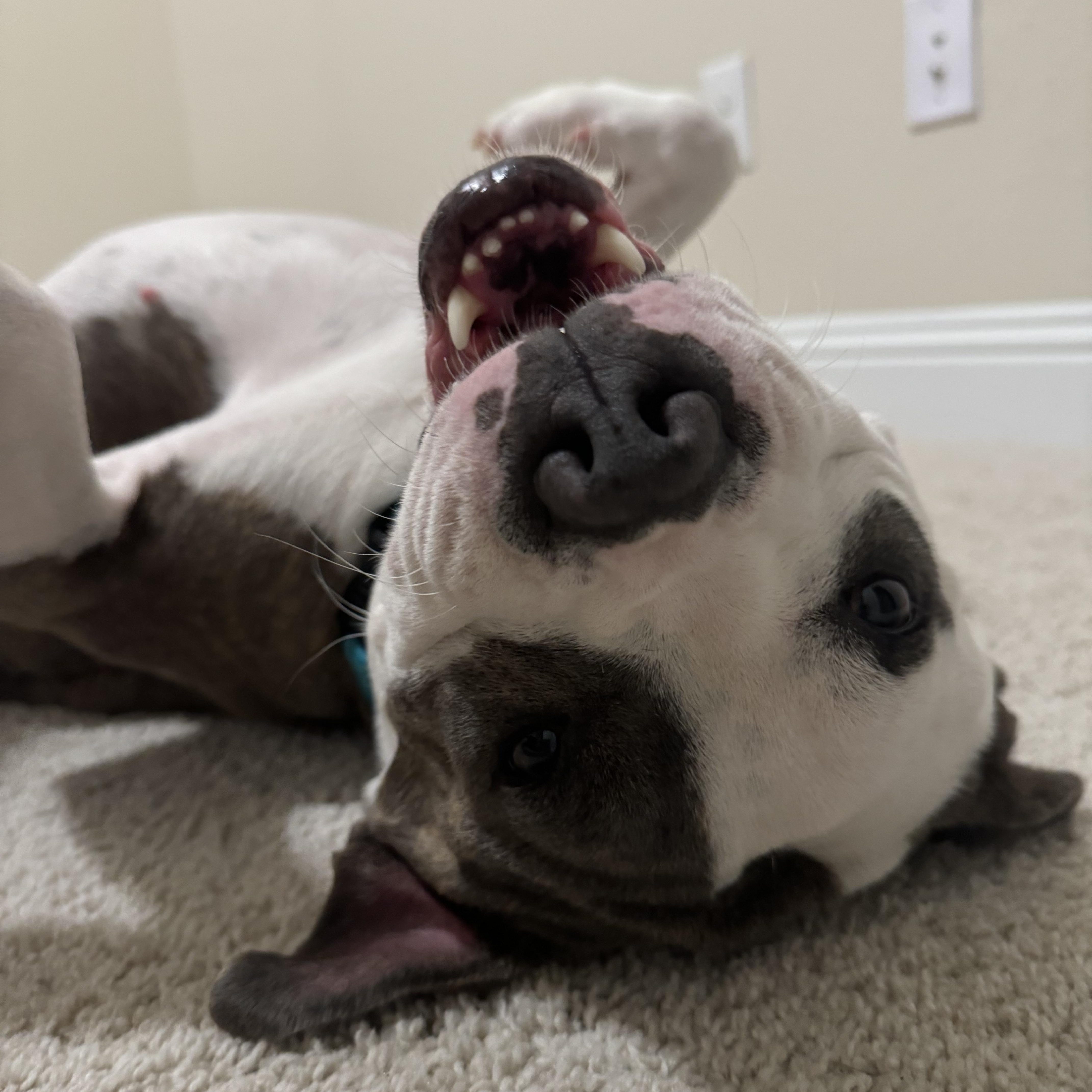 Enlarge Whisper, a Adoptable Pit Bull Terrier in Forney, TX image 3/5