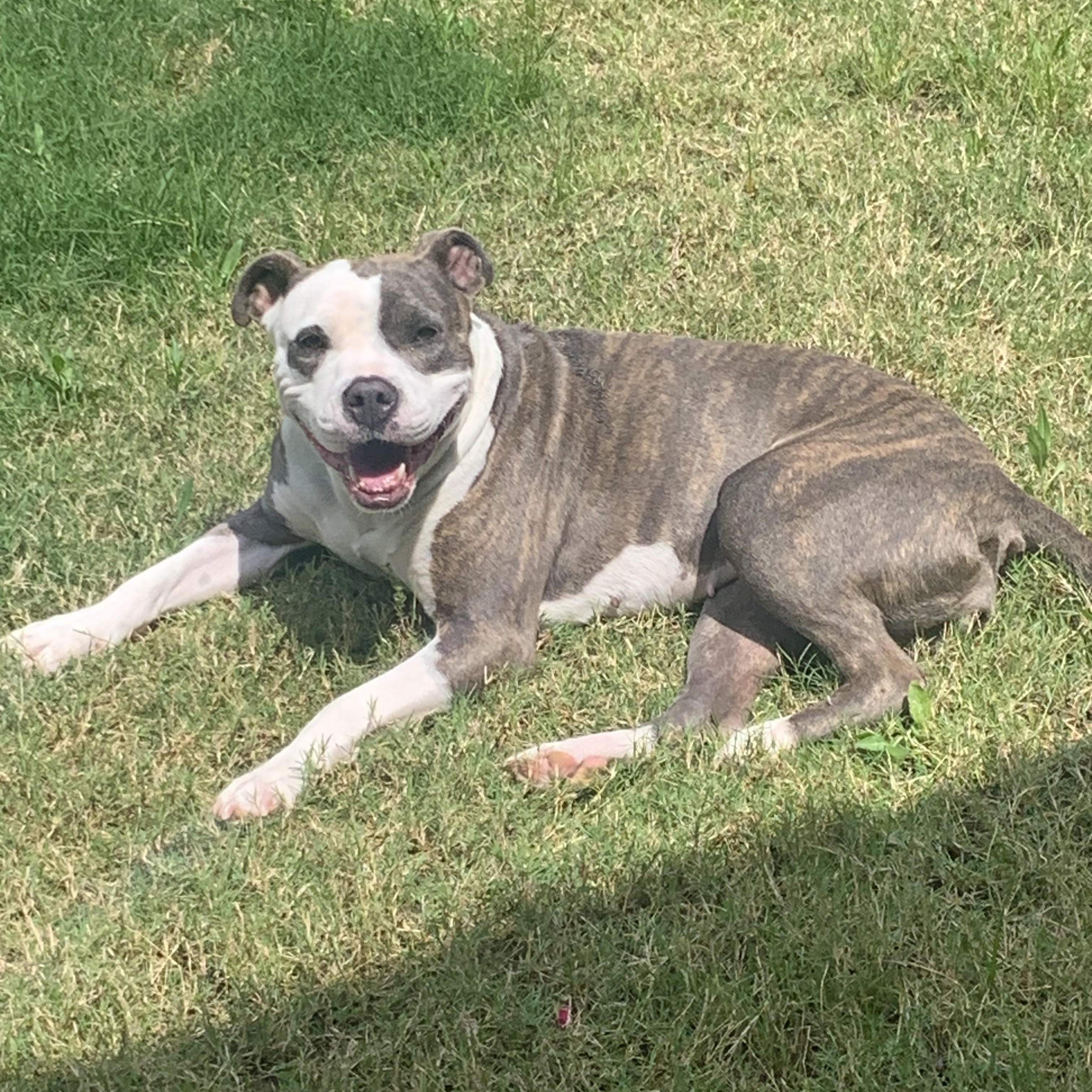 Enlarge Whisper, a Adoptable Pit Bull Terrier in Forney, TX image 2/5