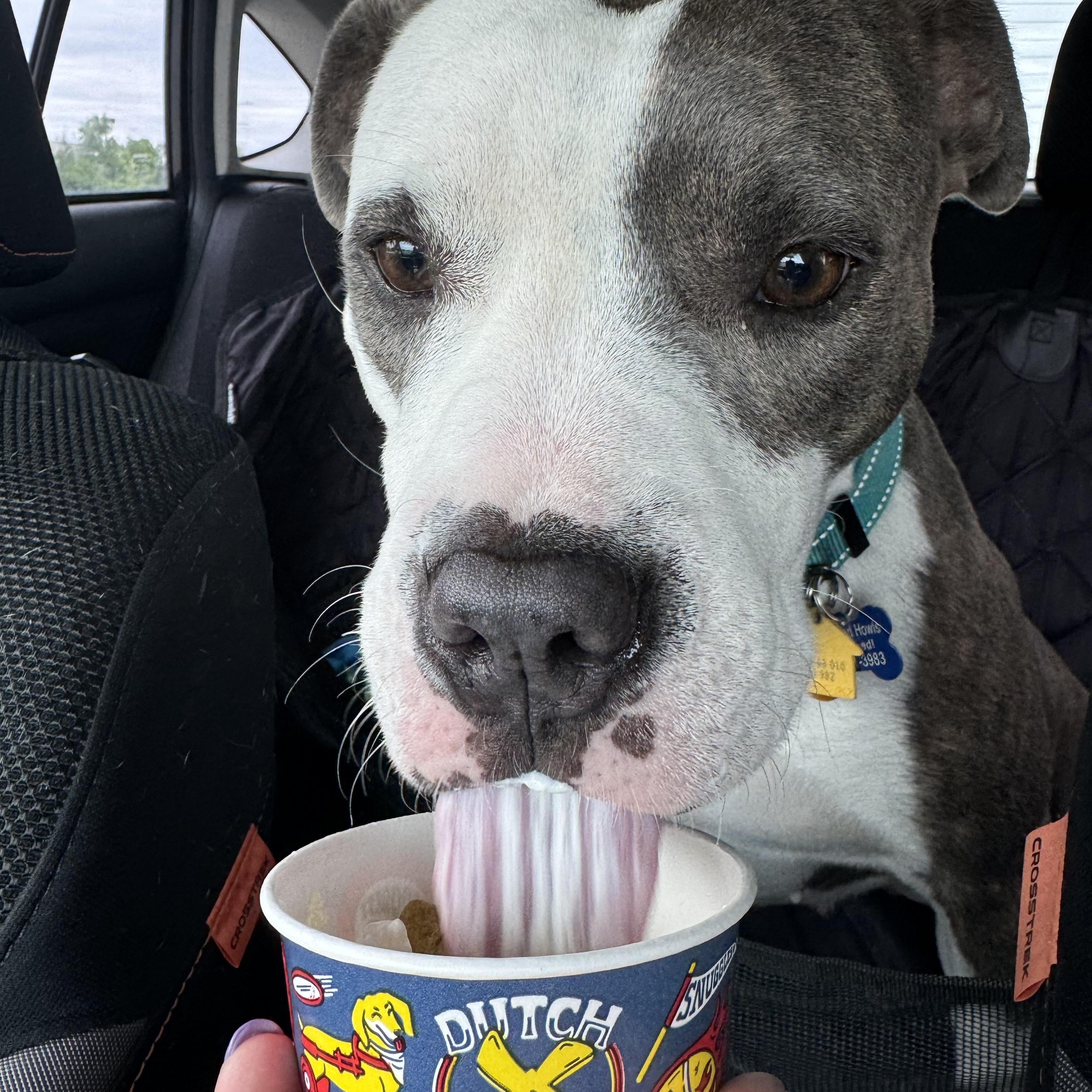 Enlarge Whisper, a Adoptable Pit Bull Terrier in Forney, TX image 5/5