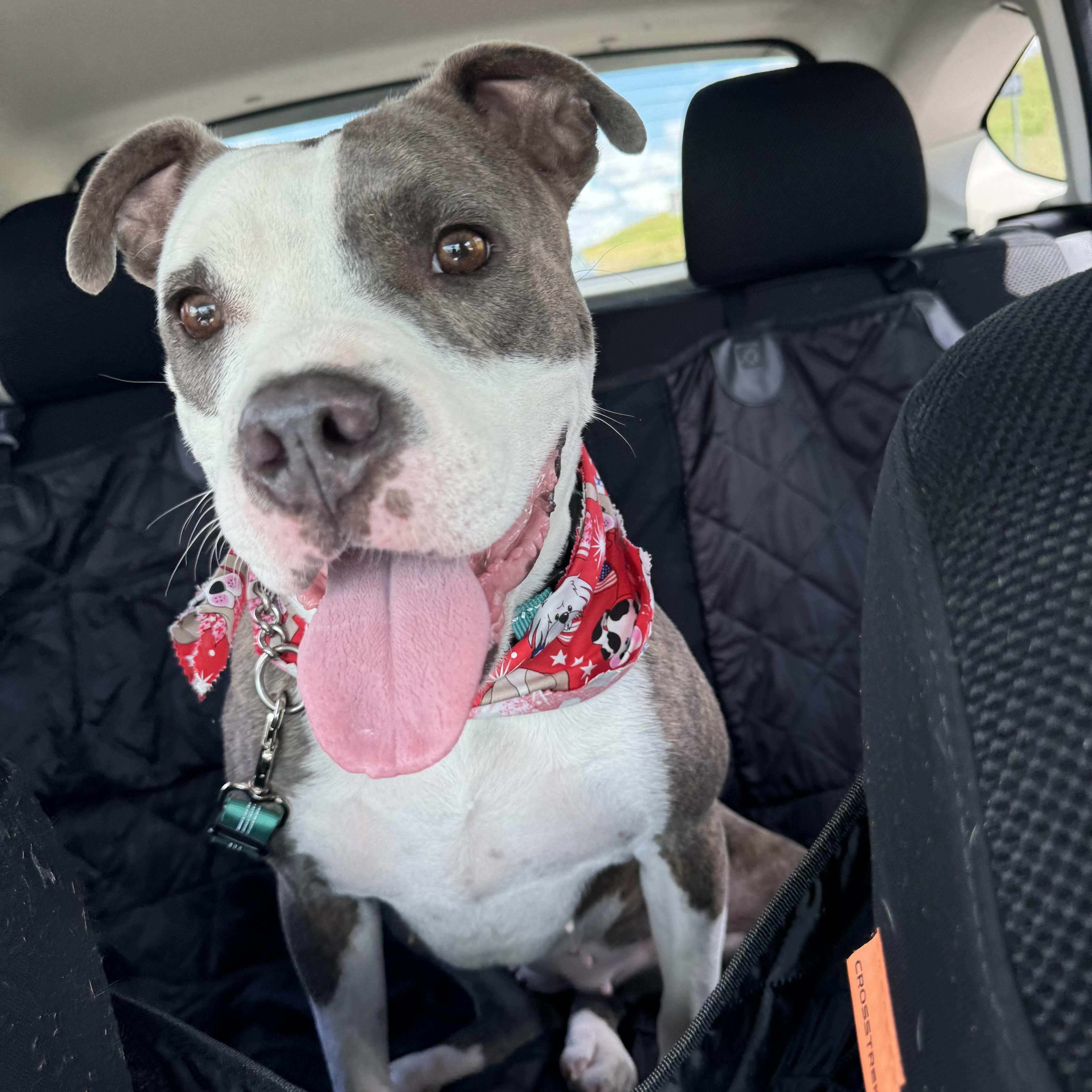 Enlarge Whisper, a Adoptable Pit Bull Terrier in Forney, TX image 1/5