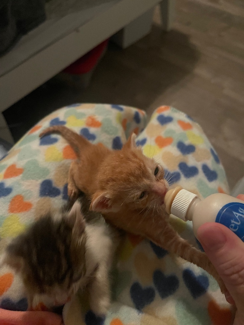 Enlarge Simba (Female ?), a Adopted mixed breed in Elk Grove, CA image 1/7