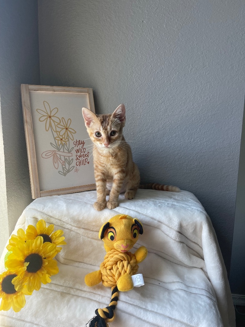 Enlarge Simba (Female ?), a Adopted mixed breed in Elk Grove, CA image 3/7