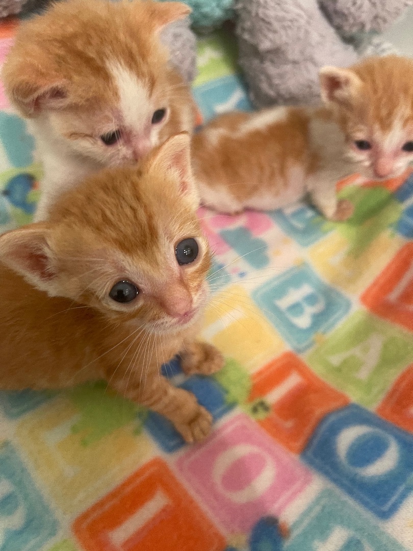 Enlarge Simba (Female ?), a Adopted mixed breed in Elk Grove, CA image 4/7